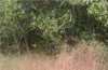 Demand for Kumki land of coastal districts, by  Kisan Sangha